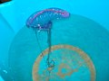 Portuguese man o' war captured live in Mayaro Beach, Trinidad and Tobago