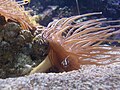 Banggai cardinalfish, Pterapogon kauderni