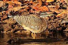 Sunbittern (Eurypyga helias).JPG