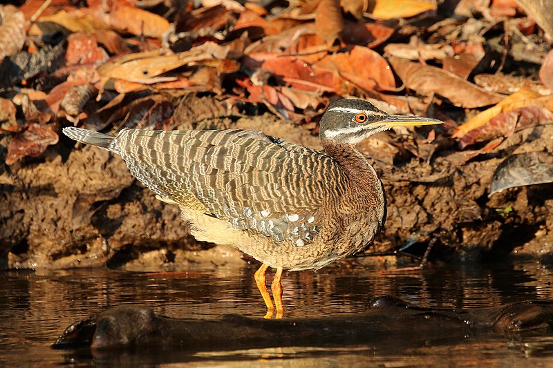 File:Sunbittern (Eurypyga helias).JPG