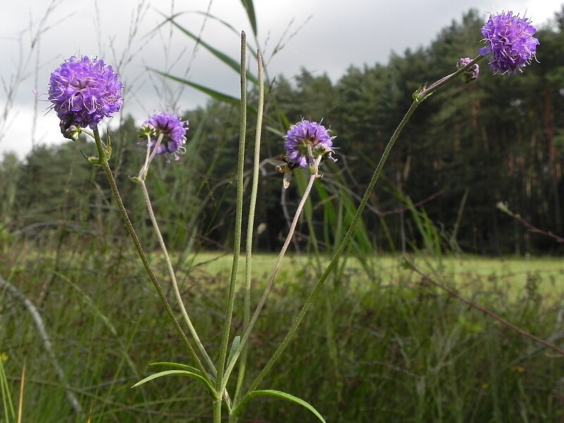 File:Teufelsabbiss Succisa pratensis b.jpg