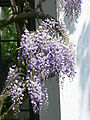 Japanese wisteria, Wisteria floribunda, designated imperial personal emblem of Sadako