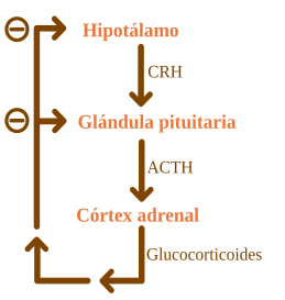 Archivo:ACTH Negative Feedback-es.svg