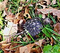 Baby Snapping Turtle, Central PA