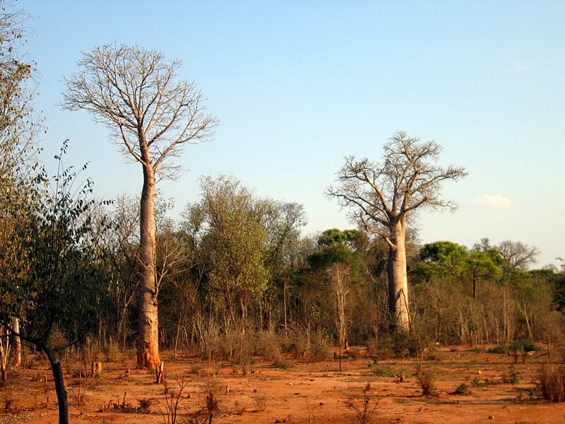 Файл:Bombacaceae - Adansonia za.jpg