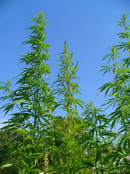 File:Cannabis sativa 001.JPG