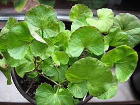 Центелла азиатская (Centella asiatica)