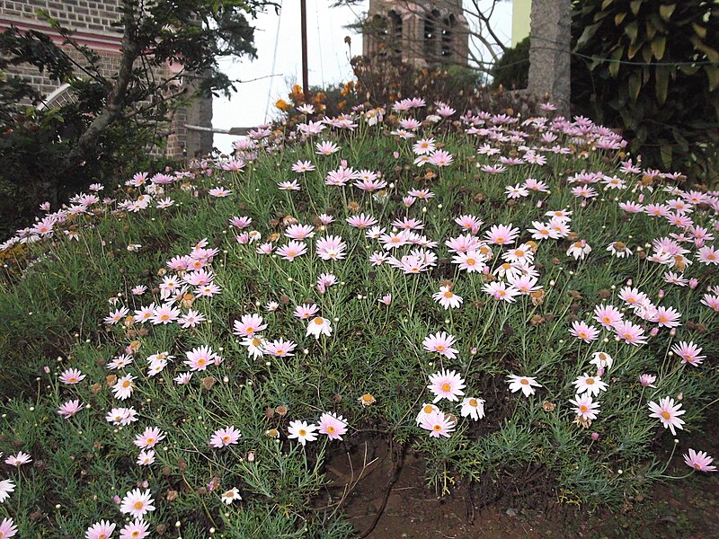 File:Chrysanthemum frutescens-3-yercaud-salem-India.JPG