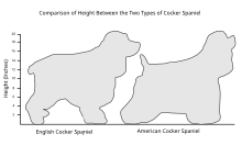 A diagram showing the difference in heights and body shapes of two dogs