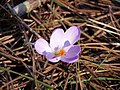 Crocus serotinus subsp. clusii