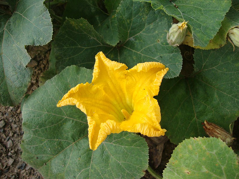 File:Cucurbita maxima 02.JPG