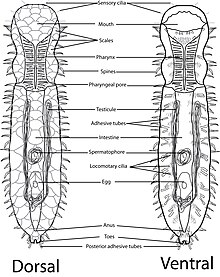 anatomic diagram