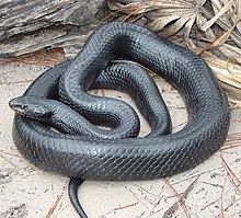 Eastern indigo snake