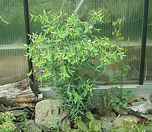 Euphorbia lathyris8 ies.jpg