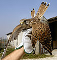 Young male F. t. tinnunculus during ringing