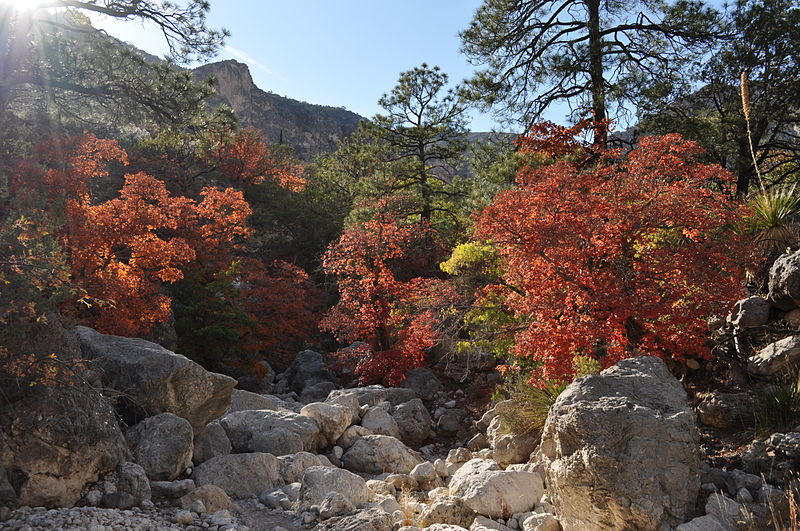 File:Fall Guadalupe Mtns Trail.JPG