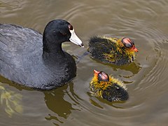 Young chicks