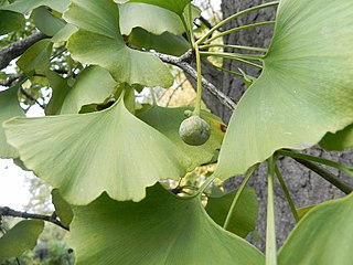 Ginkgo in early autumn in Regent's Park, London (UK)