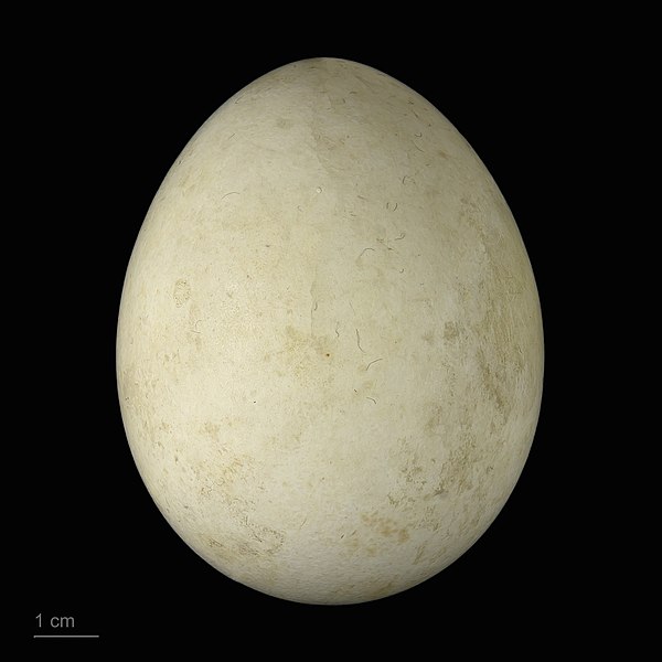 File:Haliaeetus albicilla groenlandicus MHNT.ZOO.2010.11.96.3.jpg