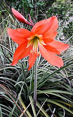 Miniatura para Hippeastrum puniceum