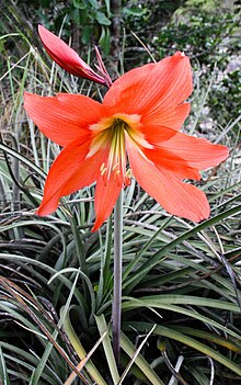 Hippeastrum puniceum2255278367.jpg