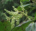 In spring, it bears sprays of small, white, bell-shaped flowers.