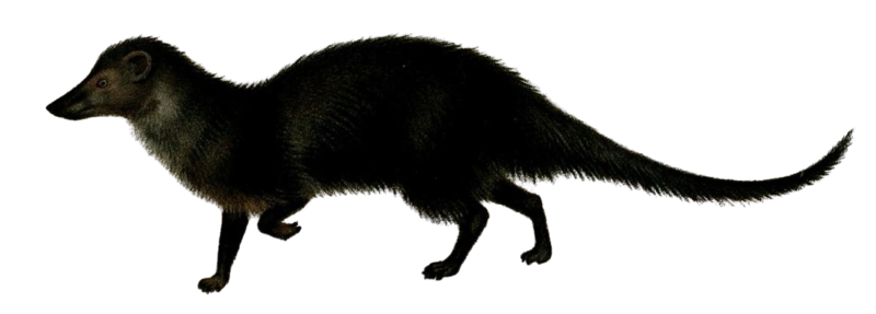 File:Long-nosed mongoose (without bg).png