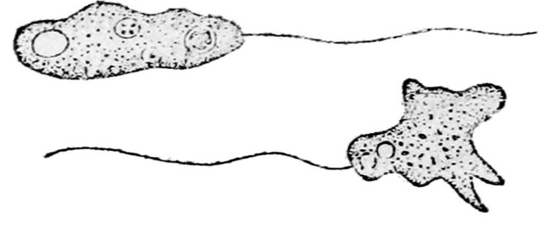 File:Mastigamoeba invertens.jpg