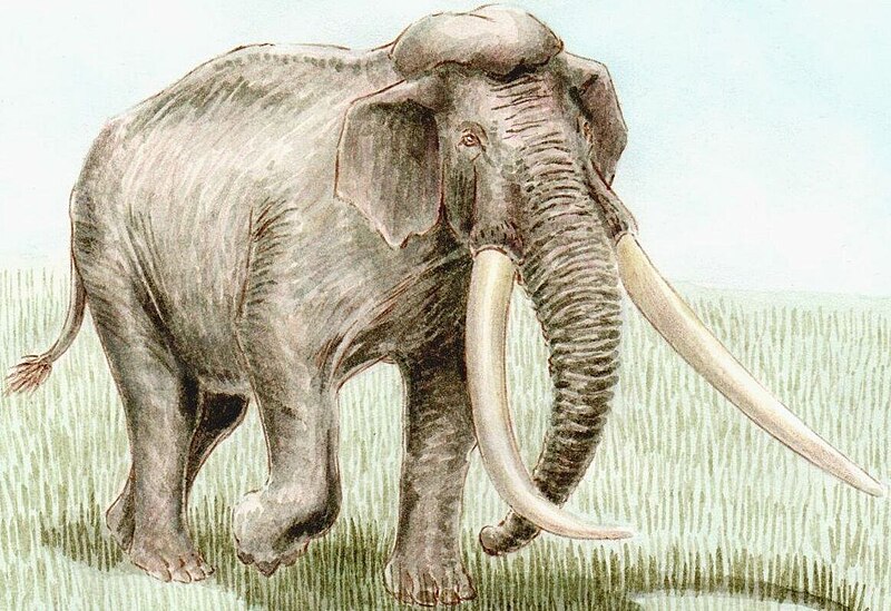 File:Palaeoloxodon namadicus-bpk (cropped).jpg