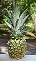 A pineapple (high-resolution)