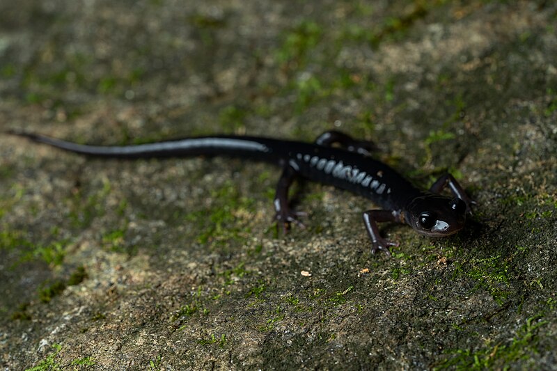 File:Plethodon amplus 157030770.jpg