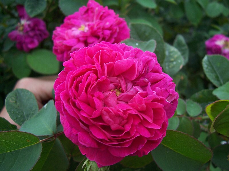 Файл:Rosa Rose de Rescht.jpg