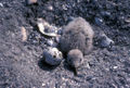 Black Skimmer chick and egg.