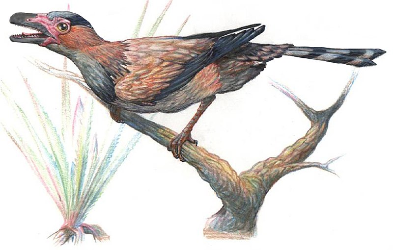 Archivo:Sinornis.jpg