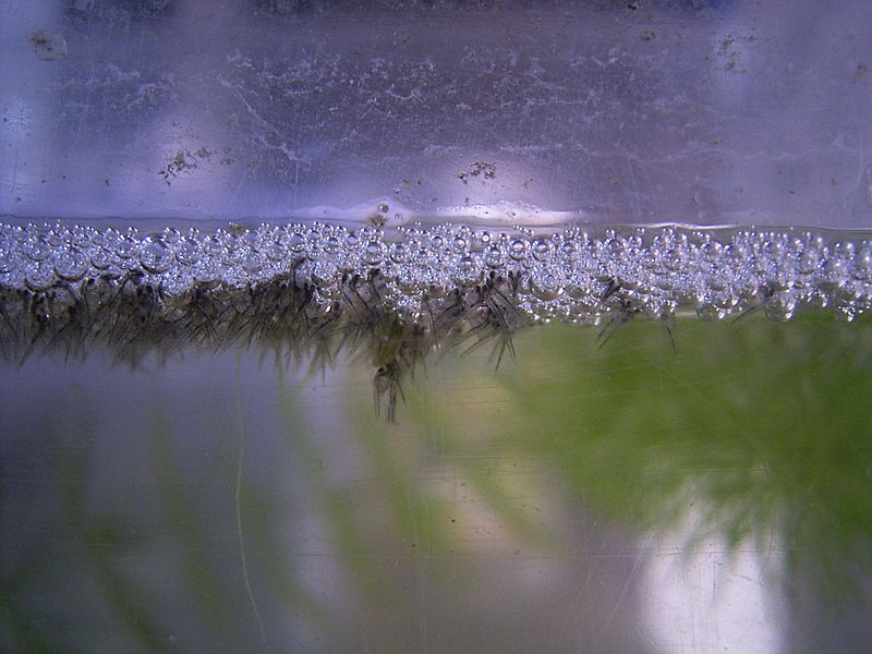 File:Spawn hatched fish 1.JPG