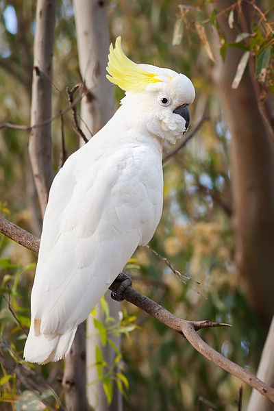 File:Sulphur Crested Cockatoo Nov10.jpg