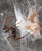 female creating egg sac