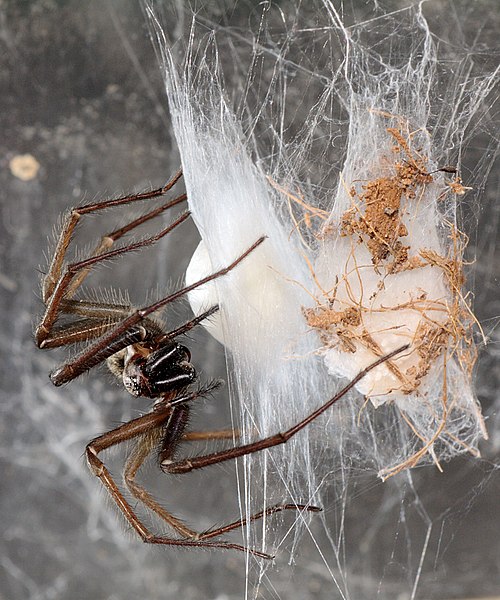 File:Tegenaria.atrica.creating.eggsac.1.jpg