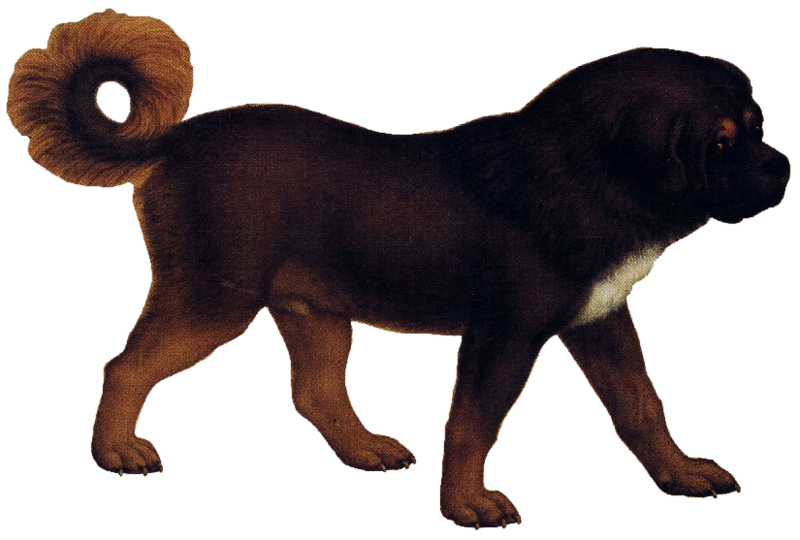 File:Tibetan mastiff (transparent background).png