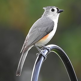 At a bird feeder.