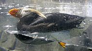 Tufted puffin