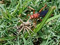 Unidentified species of spider hunting wasp in Texas, USA