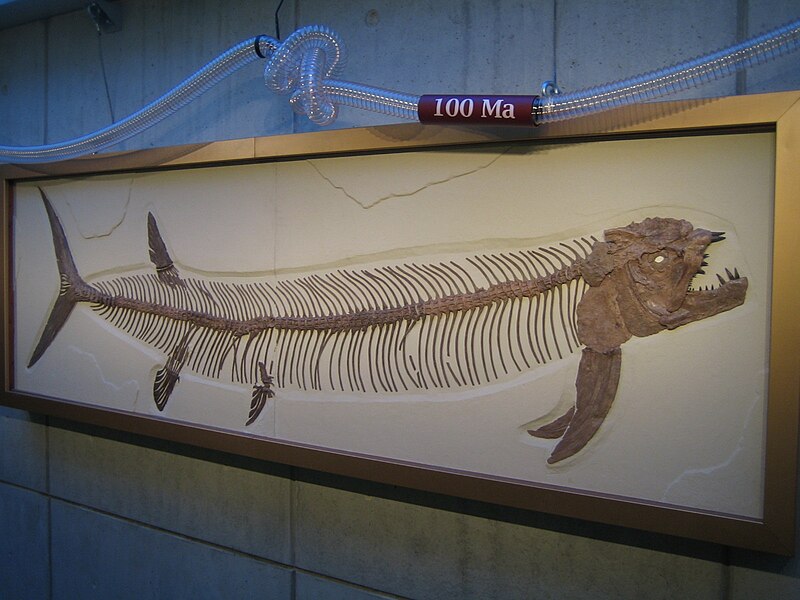 File:Xiphactinus audax fossil.jpg