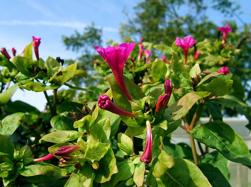 Файл:2006-10-18Mirabilis jalapa06.jpg