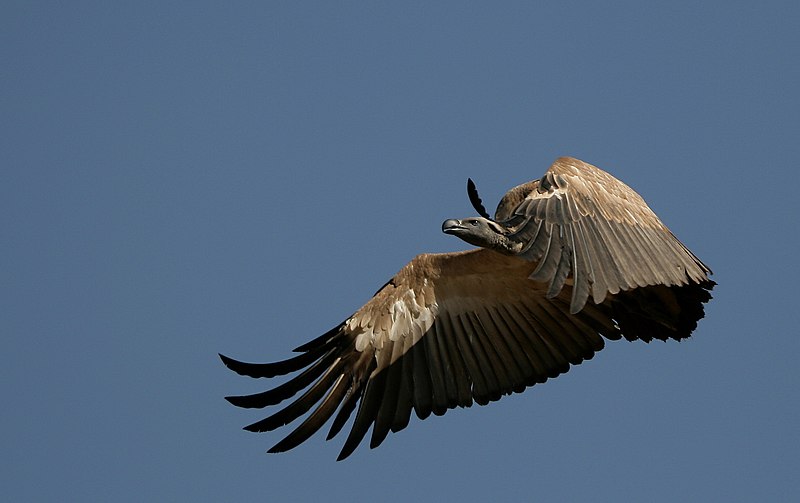 File:Cape Vulture-001.jpg