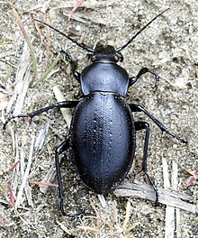 Carabus hungaricus.jpg