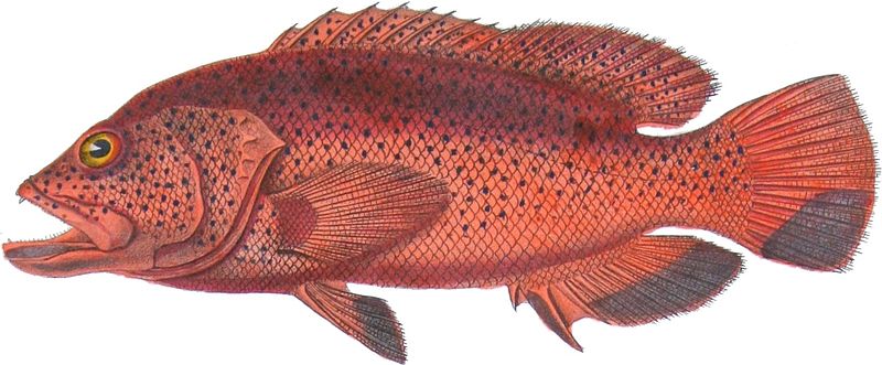 File:Cephalopholis fulva02.jpg