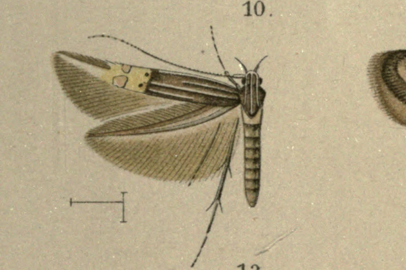 File:Cosmopterix coryphaea.png