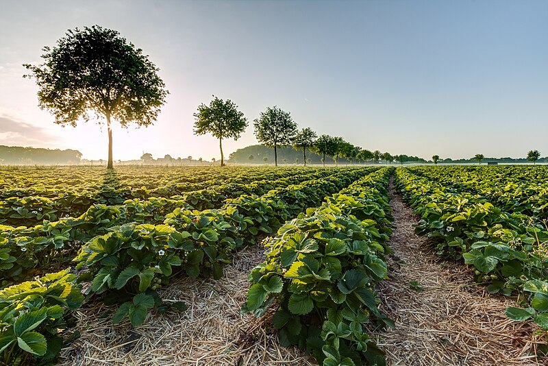 File:Farm in Kampot province.jpg