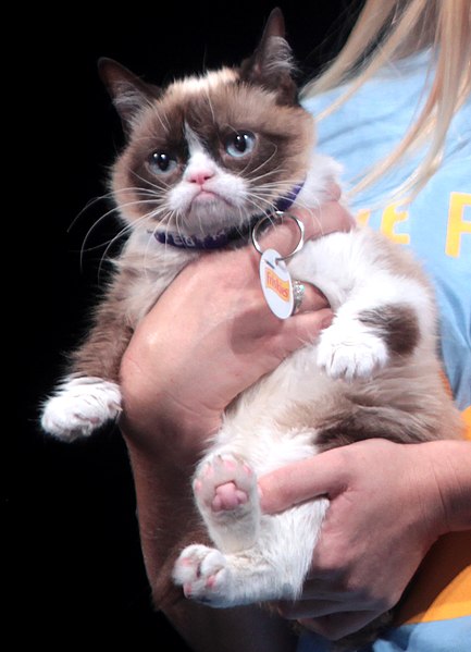 File:Grumpy Cat (14556024763) (cropped).jpg